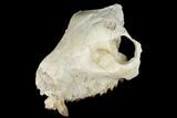 Partial, Fossil Oreodont (Merycoidodon) Skull - Wyoming #174371-7